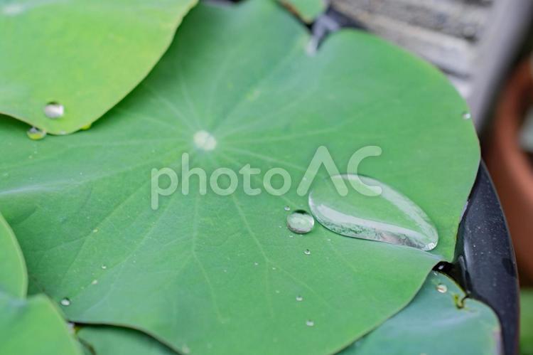 雨上がりの植物 雨粒,雨上がり,水滴の写真素材