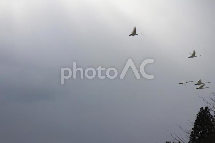 餌場へ移動　その１１ 白鳥,食事,移動の写真素材
