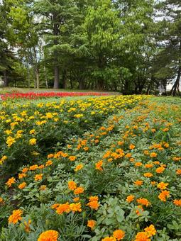 ビビットカラーが美しい花壇の花々 ビビットカラーが美しい花壇の花々の写真