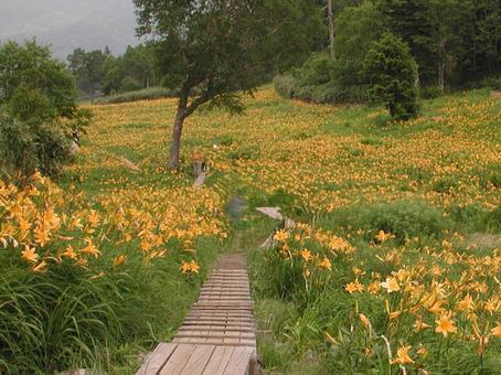 ニッコウキスゲ・ゼンテイカ　咲く風景 ニッコウキスゲ,高山植物,夏の写真素材
