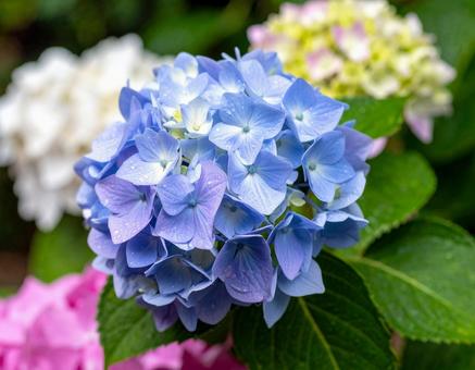 梅雨に咲く満開の紫陽花 梅雨に咲く満開の紫陽花の写真