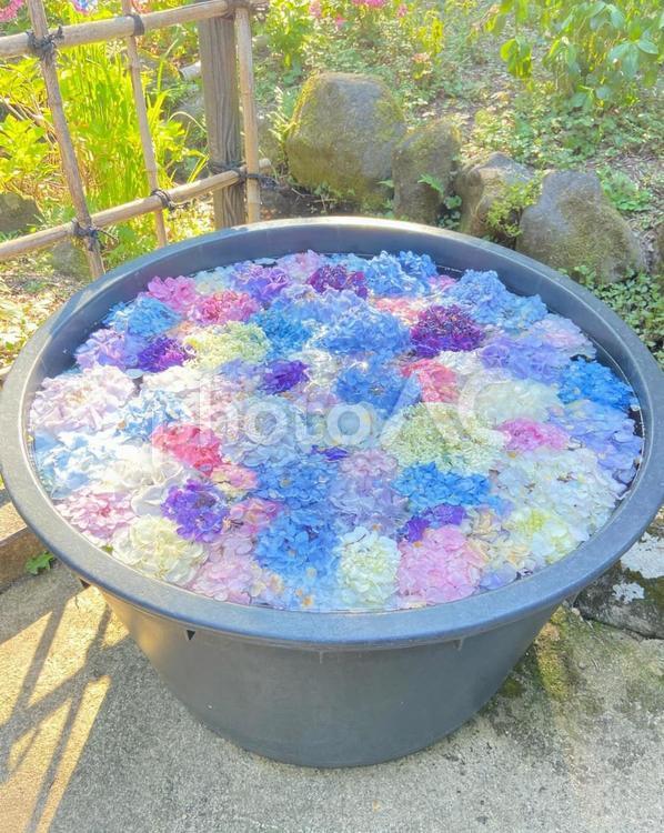 たくさんの紫陽花 紫陽花,カラフル,自然の写真素材