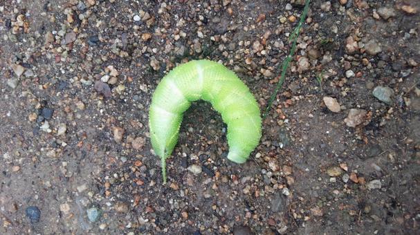 スズメガの幼虫 スズメガの幼虫 昆虫,幼虫,芋虫の写真素材