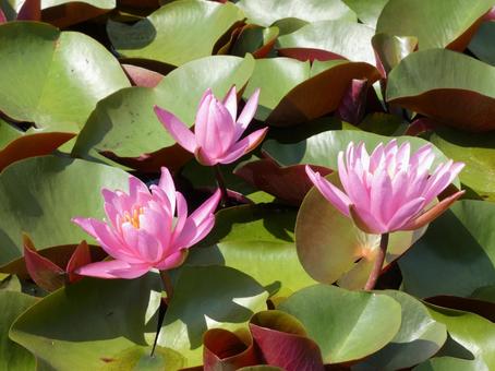 睡蓮花 睡蓮花の写真