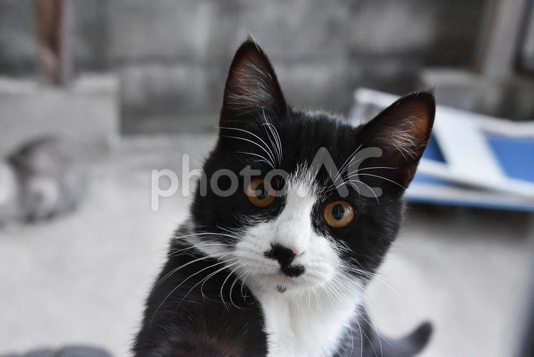 家に入りたがる地域ねこの子猫 ねこ,ネコ,猫の写真素材