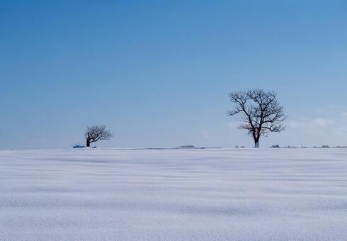 光り輝く雪原と孤高の大樹 一本木,孤高の樹,冬の写真素材