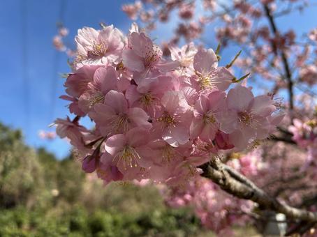 河津桜 河津桜の写真