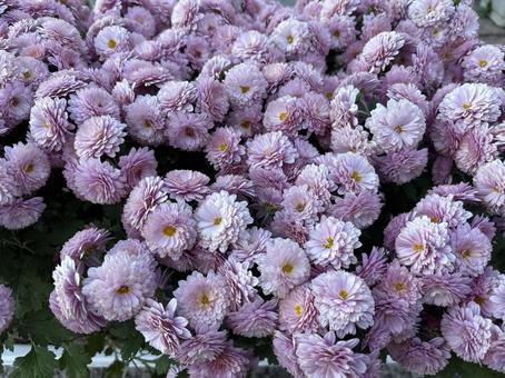 菊 自然,かわいい,菊の写真素材