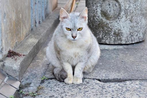 野良猫7 野良猫7 猫,ノラ猫,白の写真素材