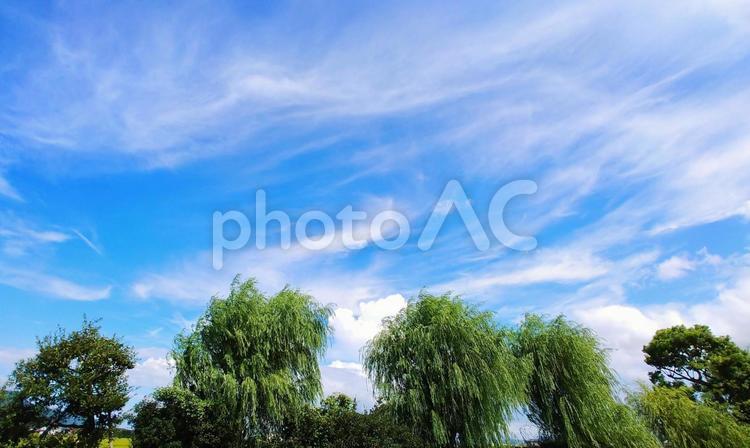 柳の木と青空と雲 空,雲,青空の写真素材