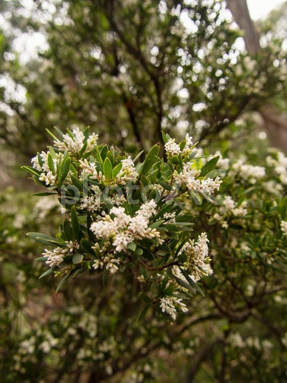 オーストラリア　タスマニアの白い花 白い花,花,壁紙の写真素材