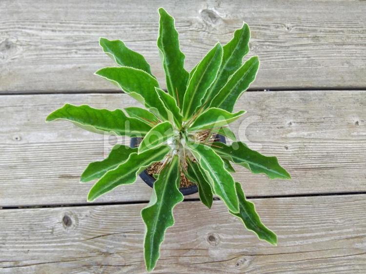 塊根植物　パキポディウム　サウンデルシー パキポディウム,サウンデルシー,塊根植物の写真素材
