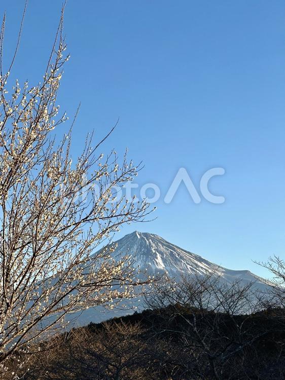 梅の木と富士山 富士山,梅,自然の写真素材