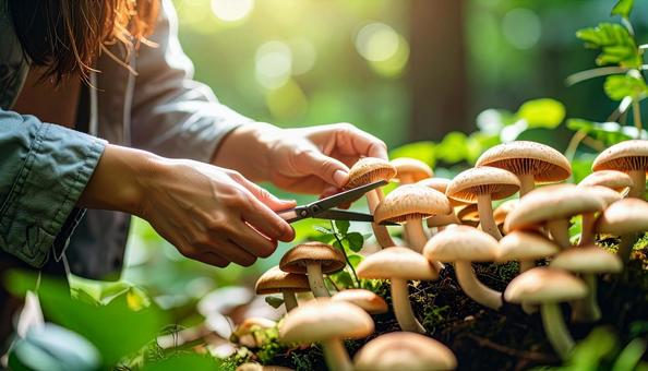 きのこ狩り きのこ狩りの写真