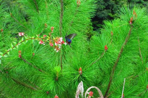徳島県-祖谷渓展望台-松とカラスアゲハ 徳島県-祖谷渓展望台-松とカラスアゲハの写真