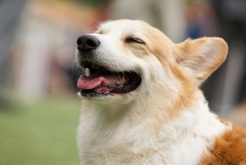 Laughing corgi?, JPG