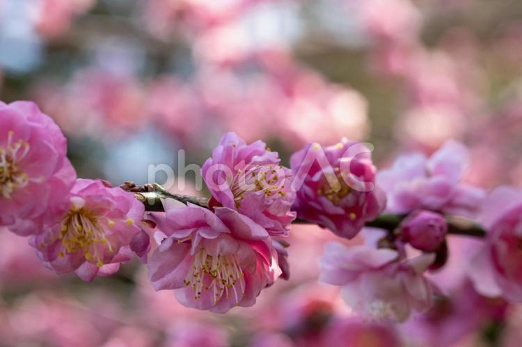 美しいピンクの梅の花 花,春,コピースペースの写真素材