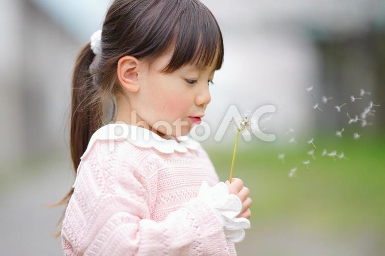 タンポポの綿毛を吹いて飛ばす女の子 女の子,小学生,子どもの写真素材