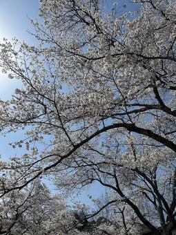 Cherry blossoms in full bloom and blue sky, JPG Cherry blossoms in full bloom and blue sky, JPG