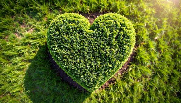 ハート型の植木の写真