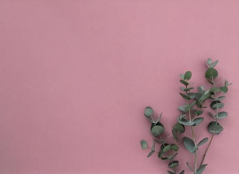 グリーン素材|ユーカリ|背景ピンク_1 グリーン素材|ユーカリ|背景ピンク_1 ユーカリ,ハーブ,グリーンの写真素材