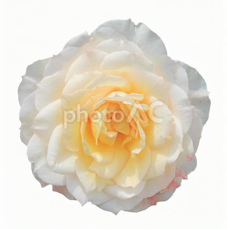 切り抜き写真素材　エレガントなバラの花 19-08 【PSDは背景透過】 バラ,薔薇,バラの花の写真素材