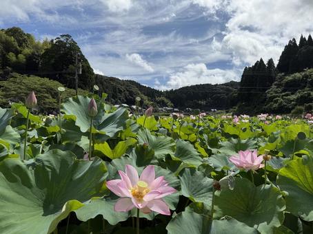 ハスの花 ハスの花の写真