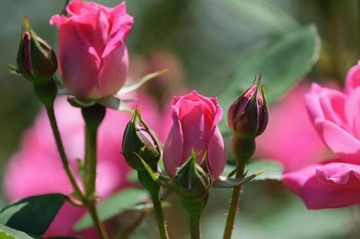 薔薇 薔薇の写真