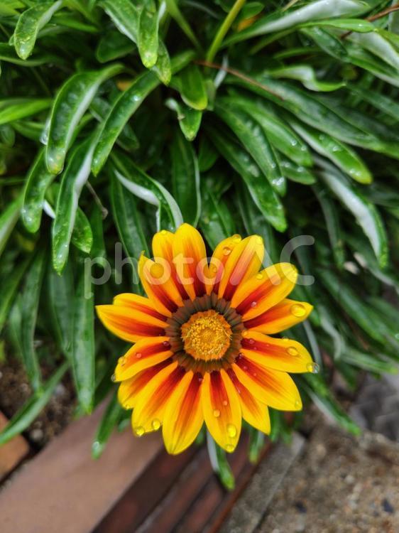 水にぬれたガザニア ガザニア,花,黄色の写真素材