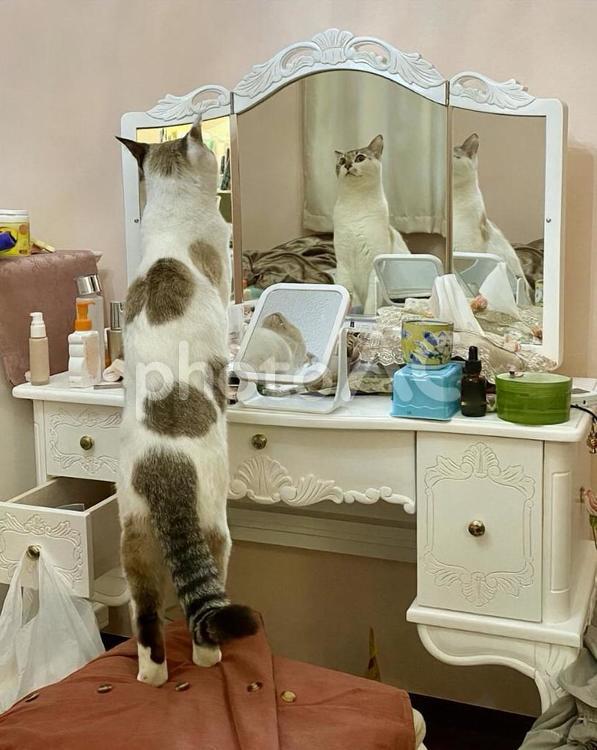 ドレッサーを見るシャムトラ猫さま 猫,起立,ドレッサーの写真素材