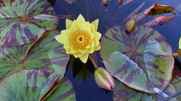 睡蓮 睡蓮,スイレン,すいれんの写真素材