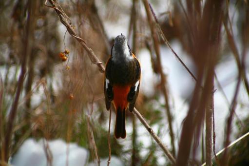 Photo, jobitaki, wild bird, bird, 