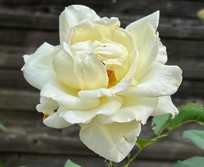白い花 白バラ 薔薇 白い花 白バラ 薔薇 薔薇,バラ,ホワイトの写真素材