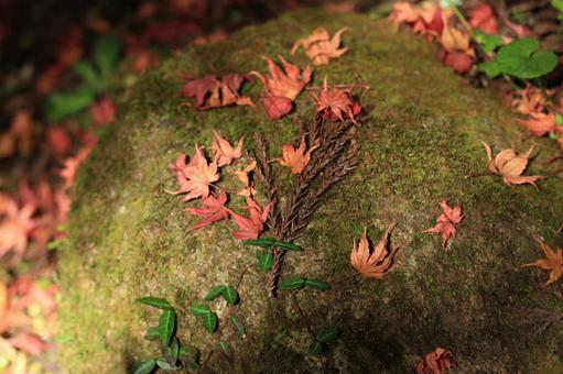 紅葉 紅葉の写真