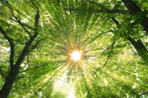 緑の森　太陽光 木,森,緑の写真素材
