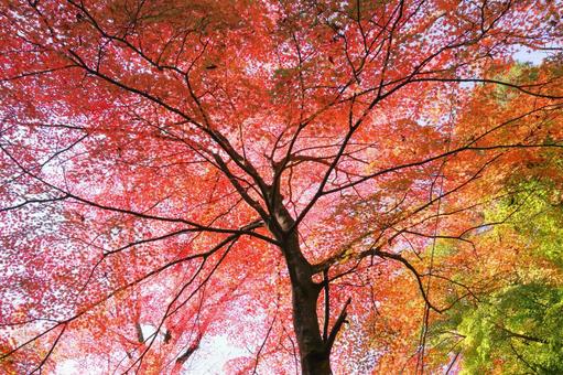 色づく紅葉 色づく紅葉の写真