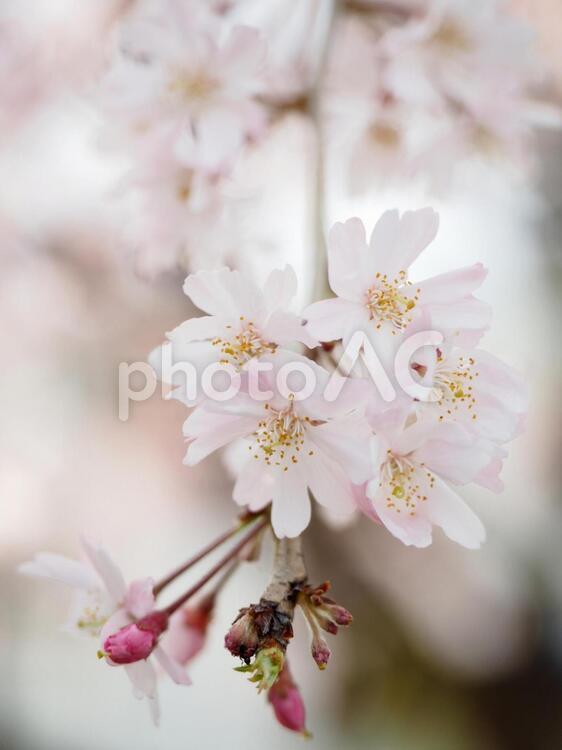 枝垂れ桜 さくら,しだれ,つぼみの写真素材