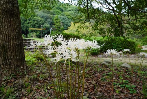 ヒガンバナの写真