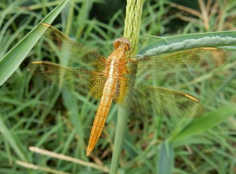 【昆虫写真】ショウジョウトンボ♀ 【昆虫写真】ショウジョウトンボ♀の写真
