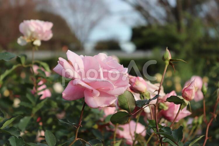 日本のピンクのバラ、桜貝 薔薇,桜貝,植物の写真素材