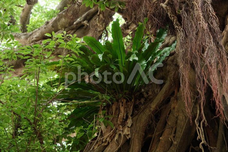 木に着生したシダ植物 シダ植物,木,亜熱帯の写真素材