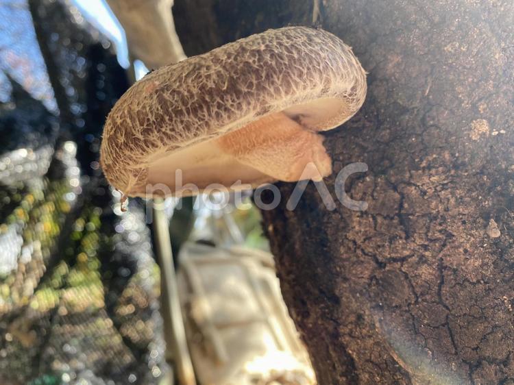 下から見たシイタケ シイタケ,しいたけ,椎茸の写真素材