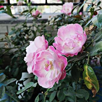 ピンクの花の写真