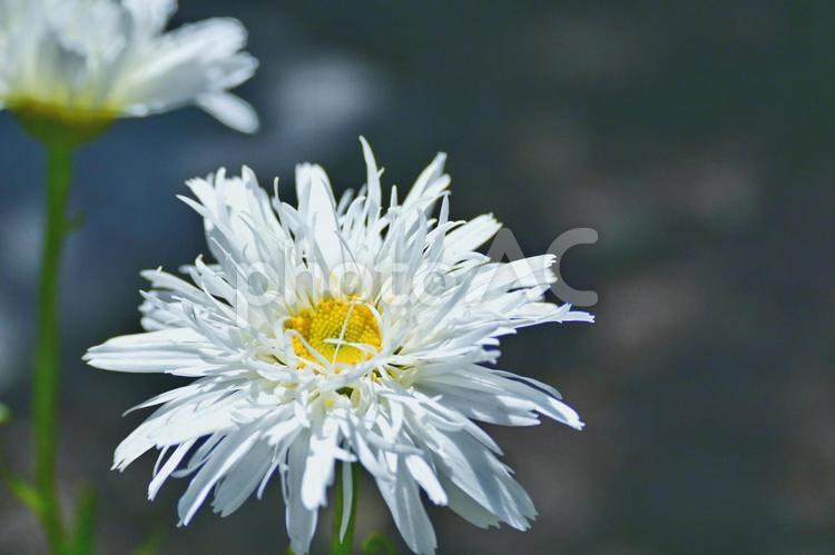 白い花シャスタデージーのクローズアップ 花,白い花,花びらの写真素材