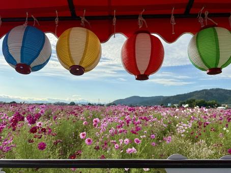 福井県 曇り空と宮ノ下コスモス公苑 福井県 曇り空と宮ノ下コスモス公苑 提灯,窓枠,福井県の写真素材