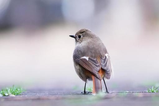 地上に降りたジョウビタキ 鳥,ジョウビタキ,冬の写真素材