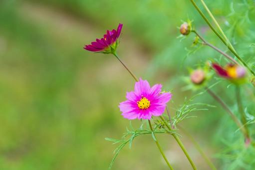 緑の中に咲くピンクコスモス コスモス,花,ピンクの写真素材