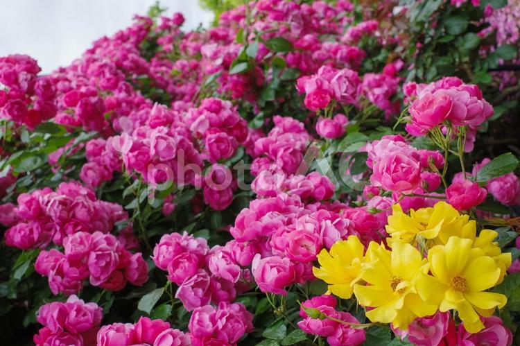 愛情、情熱、美、薔薇の花言葉が多い 薔薇,ガーデニング,鮮やかの写真素材