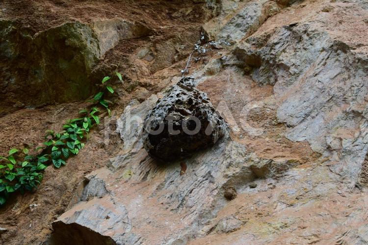鍾乳石 鍾乳石,岩,石灰石の写真素材