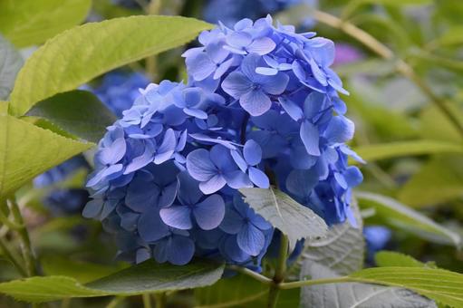 紫陽花の写真